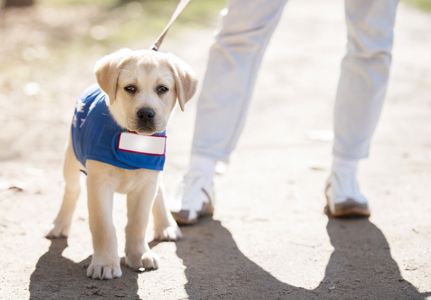 Guide dog puppy walker